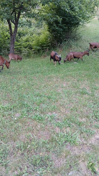 Камерунські та нігерійські кози