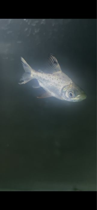 flagtail prochilodus SELVAGEM 5/6cm