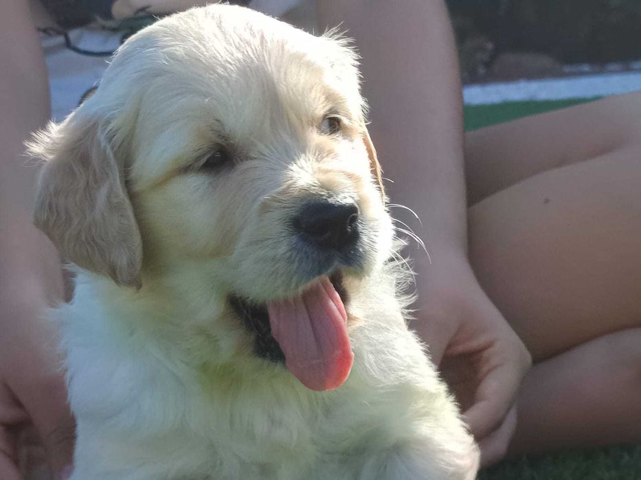Golden Retriever