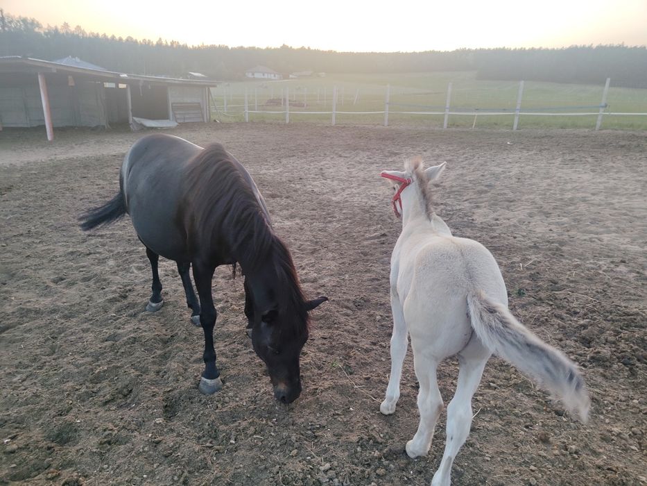 Konik polski+ źrebak