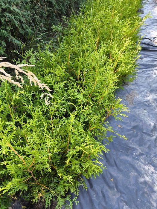 Tuje brabant 80cm, tuje szmaragd 90cm z doniczek, ostatni dzwonek!!!