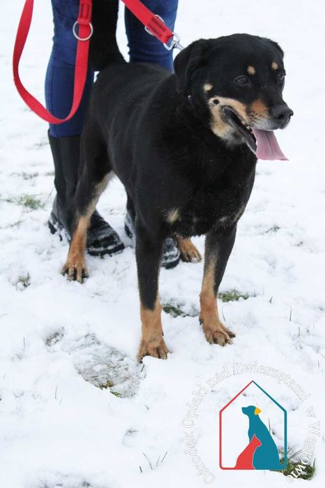 Ma wspaniały charakter - kocha ludzi, bawi się i wygłupia - adoptuj