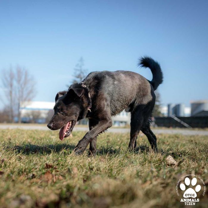 OTOZ TCZEW - BATAT - szuka domu!