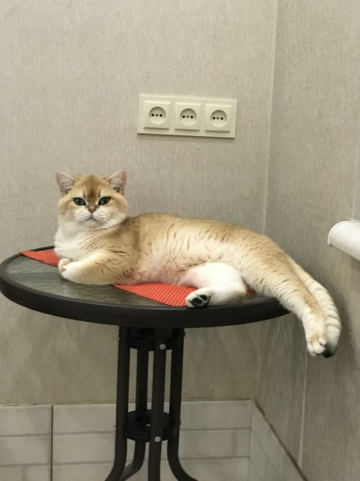 Шикарний кавалер на вязку !