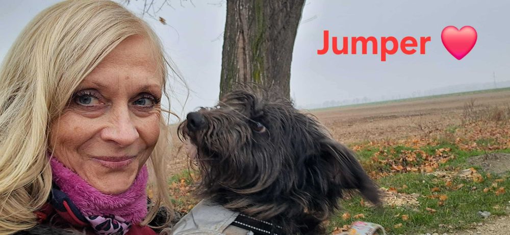Terierkowaty Jumper do adopcji