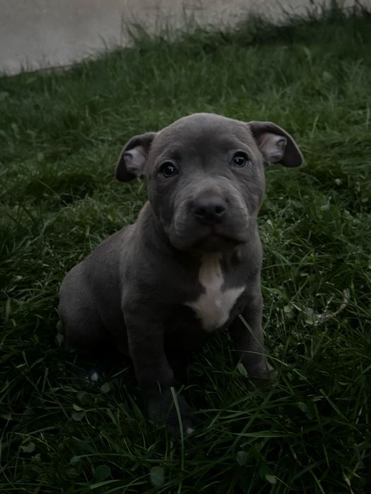 Szczeniak Amstaff