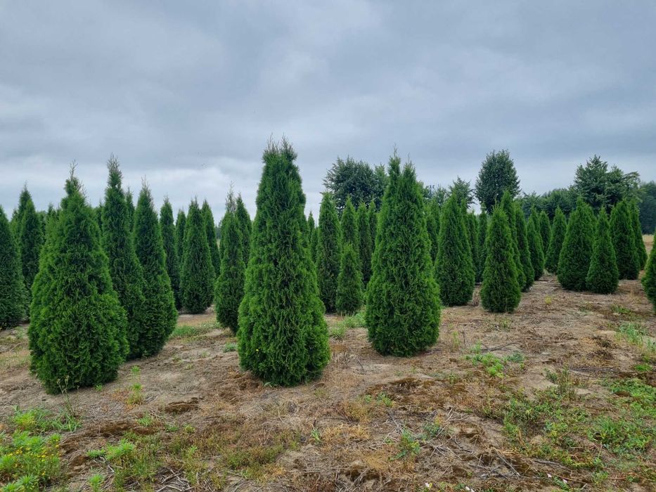 Tuja szmaragd 250 cm, żywotnik zachodni ,,smaragd", Thuja occidentalis