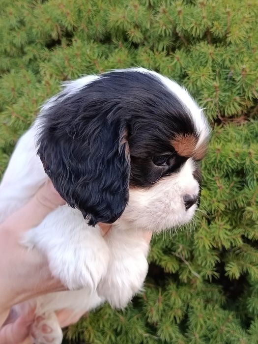Cavalier King Charles Spaniel