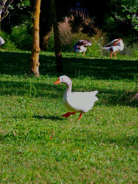 Fotos profissionais de produtos – preços acessíveis