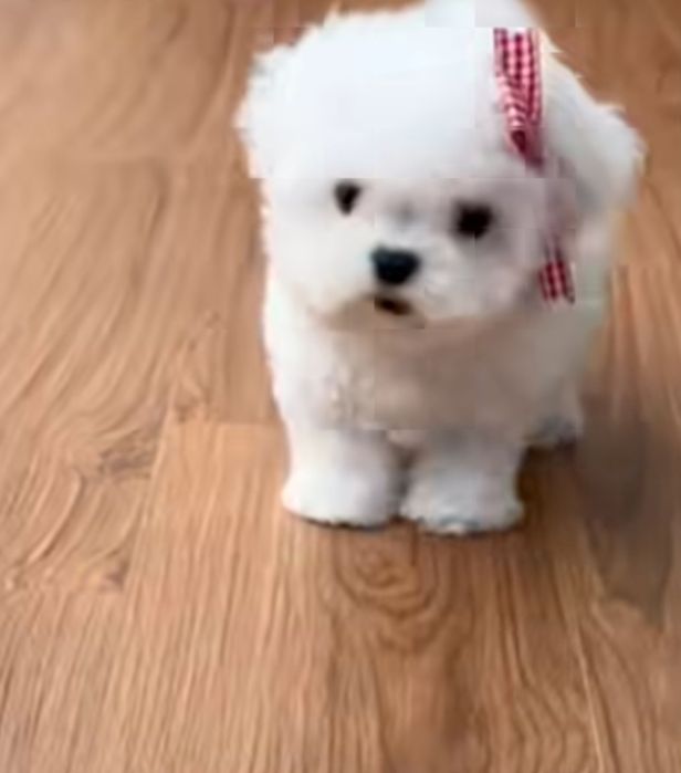 Bichon Maltês  disponível