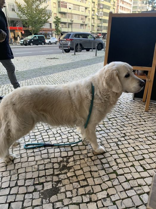Petsitting e dogwalking