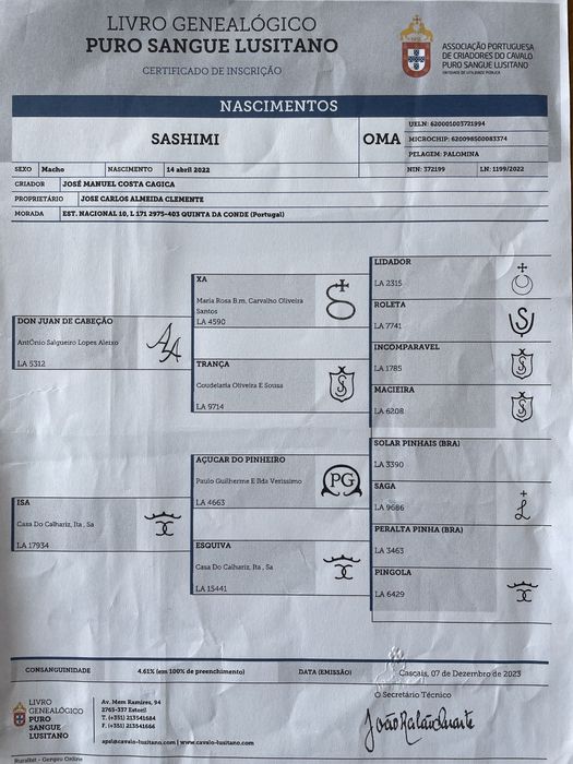 Poldro PSL Palomino Filho Don Juan De Cabeção