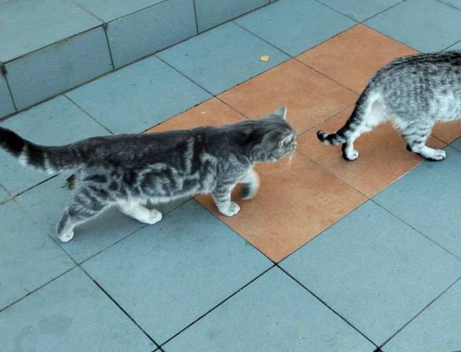 Маємо британське кошеня 6місяців 9травня народилася