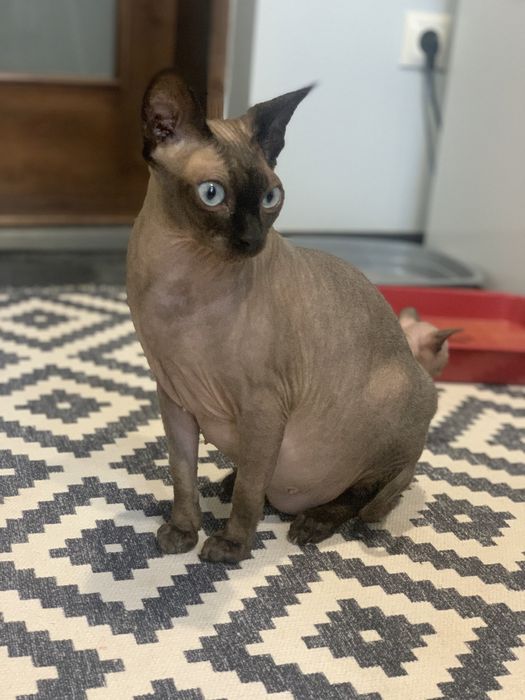 Канадський сфінкс