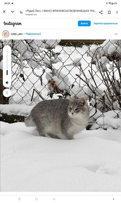 Зникла кішка вул Вовчинецька 194 Франківськ