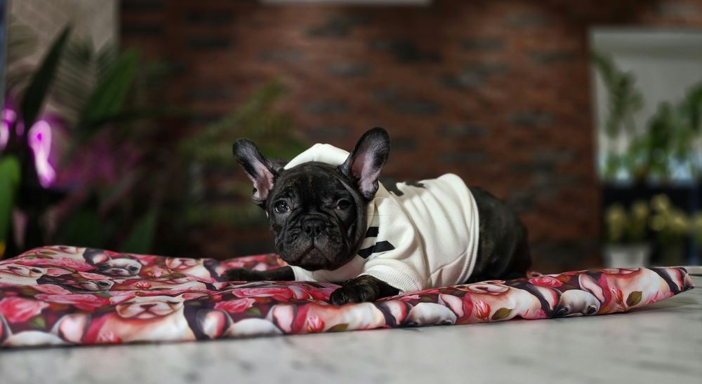 dziewczynka buldog francuski gotowa do odbioru
