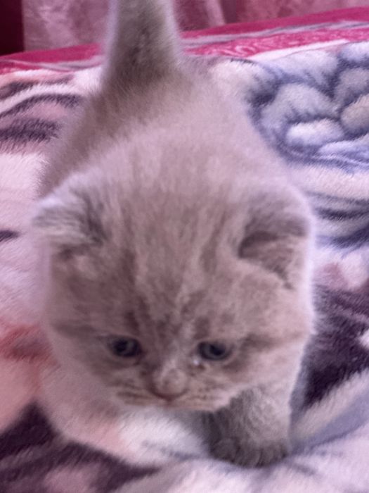 Шотландські кошенята