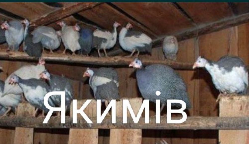 Цесарки дорослі і молодняк