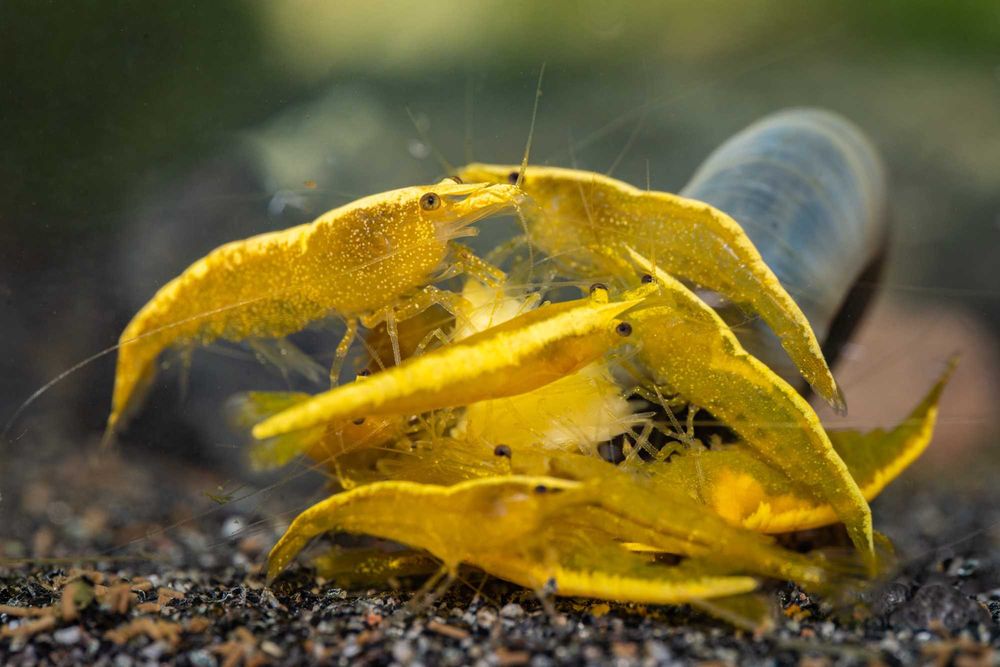 Krewetki Żoliborz Neocardina Yellow Golden Line żółte