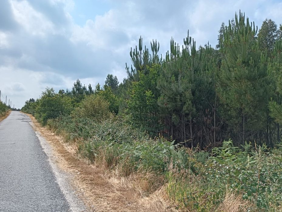 Terreno Rústico com 8.106 m² - Vila Chã do Monte – Torredeita