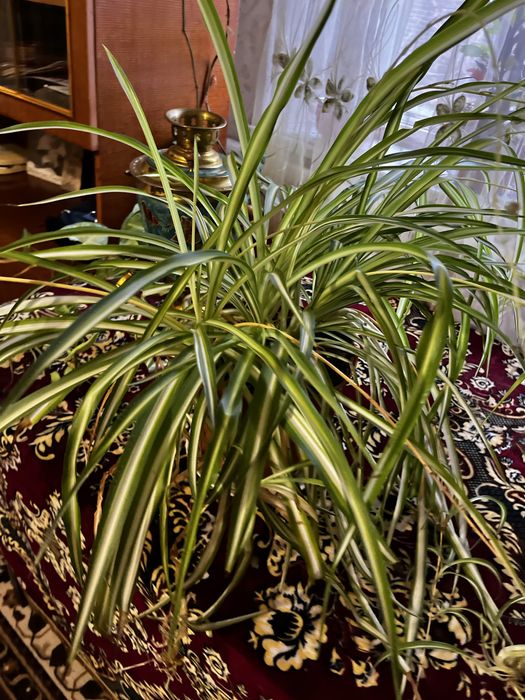 Продаю квіти в вазоннах