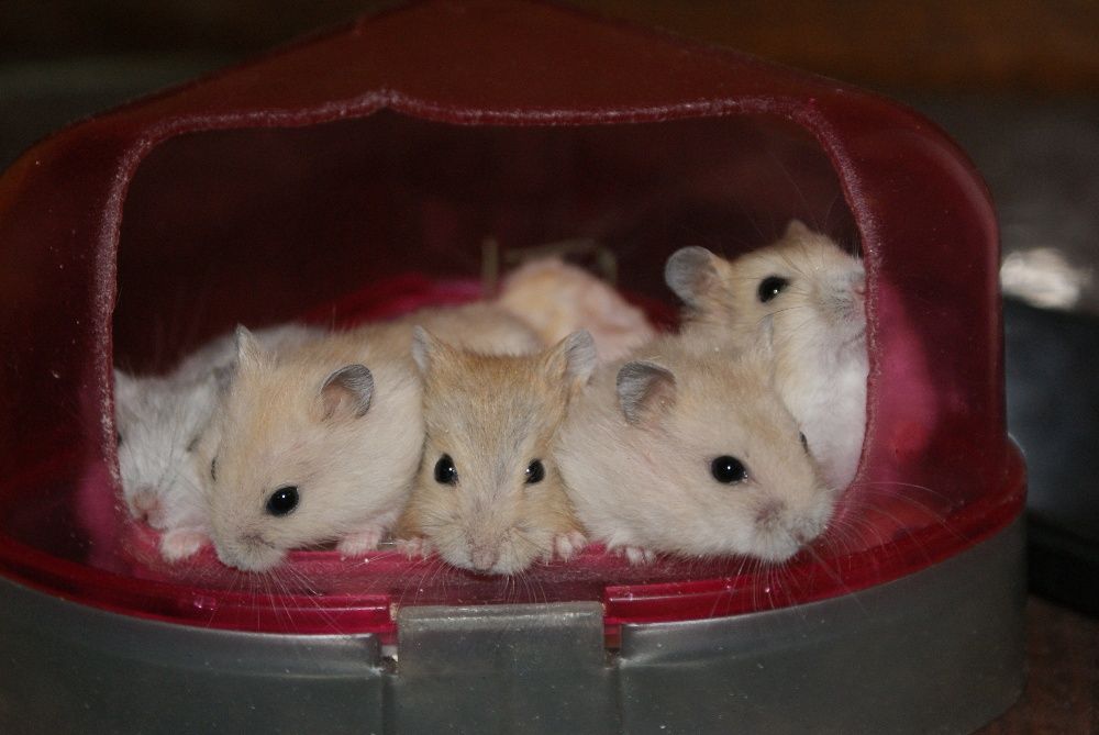 Завжди!!!джунгарики,клітки.