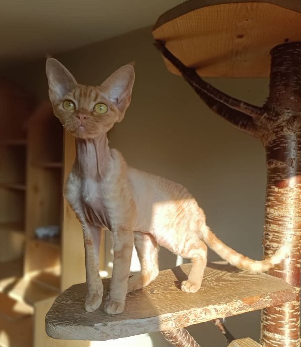 Dorosła kotka Devon Rex