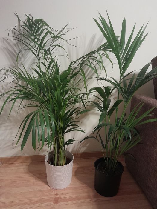 Palma, kentia, chamedora, epipremnum gold finger roślina