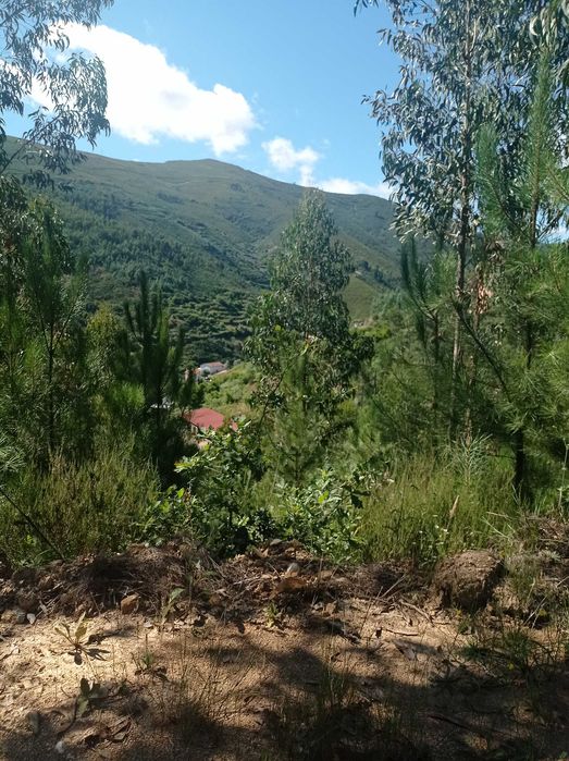 Pinhal com 1450 m2 situado no distrito de Coimbra, Arganil