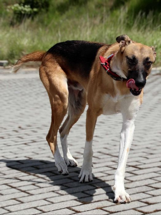 Młody, przyjazny Strauss do adopcji