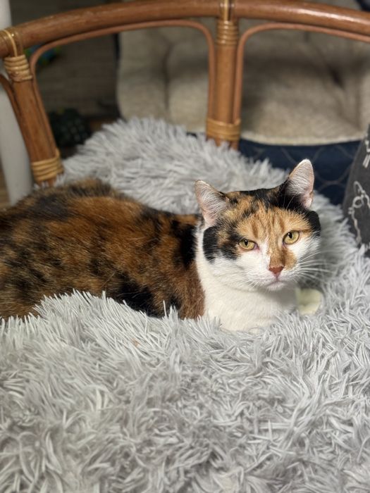 Коты и кошки выбор