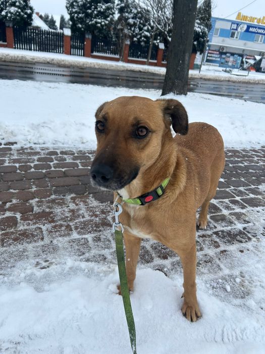 Molly poleca się do adopcji.