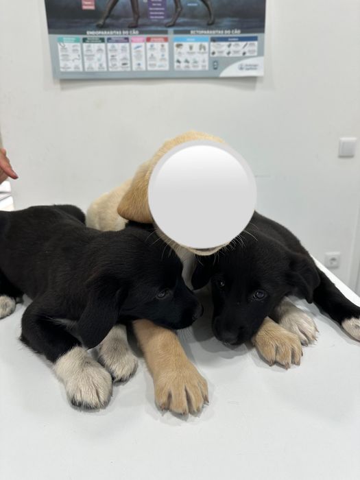 2 cachorros fêmea com 2 meses e meio, filhotes de Labrador (grátis).