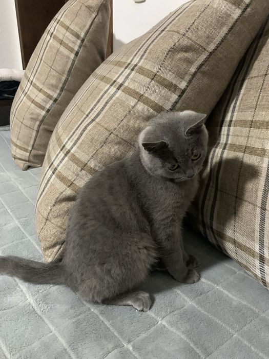 Котик хлопчик , вік 6 міс.
