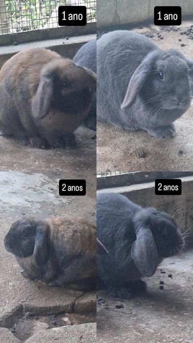 Tenho coelhas mini lop adultas