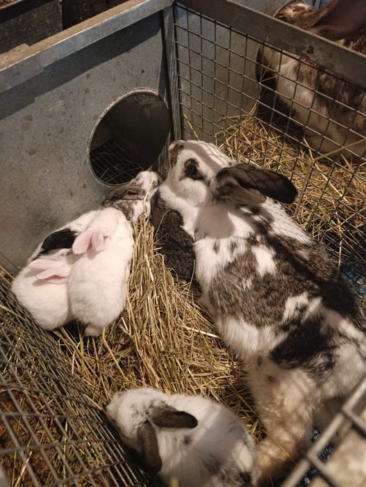 Продаються кролі