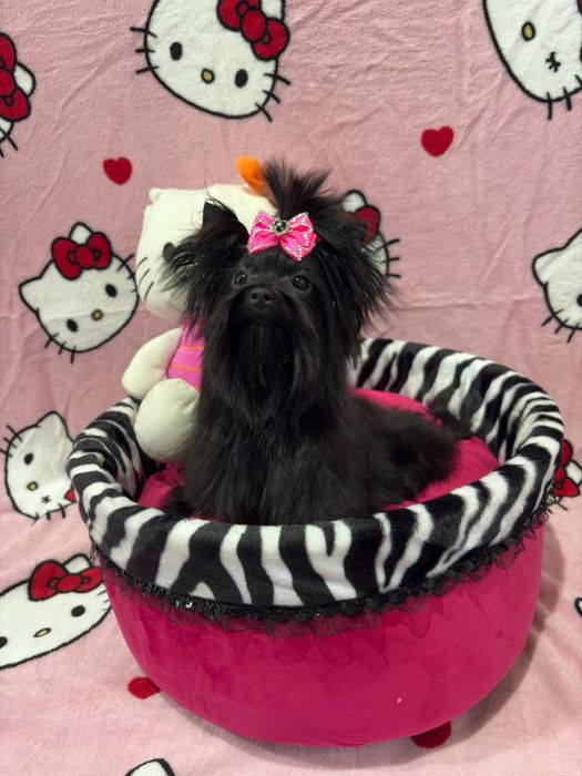 York black tan suczka 1.3kg