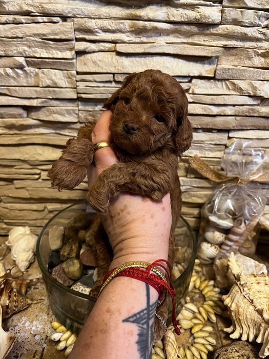 Pudel toy , pudelki , pudle