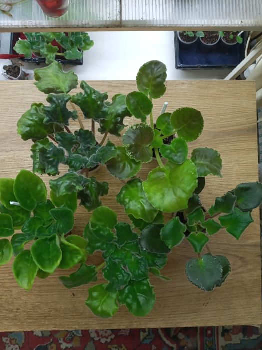 Фіалки сортові, набори