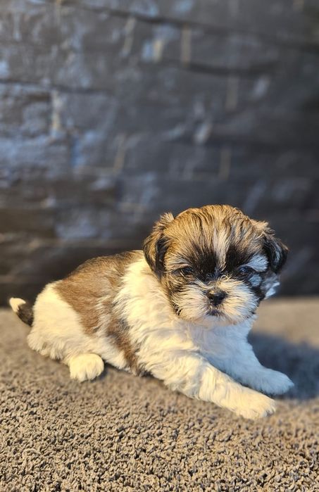 Shih- tzu Macho  Criadora Registada PT 3088 FL