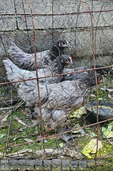 PROMOÇÃO- Últimas poedeiras