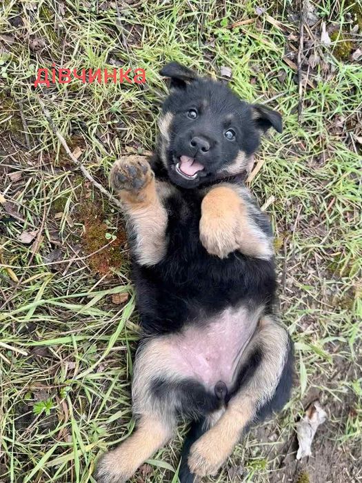Отдам щенка-девочку
