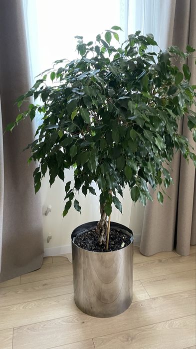 Фікус бенжаміна (стовбур косичка) з кашпо з хромованим кашпо