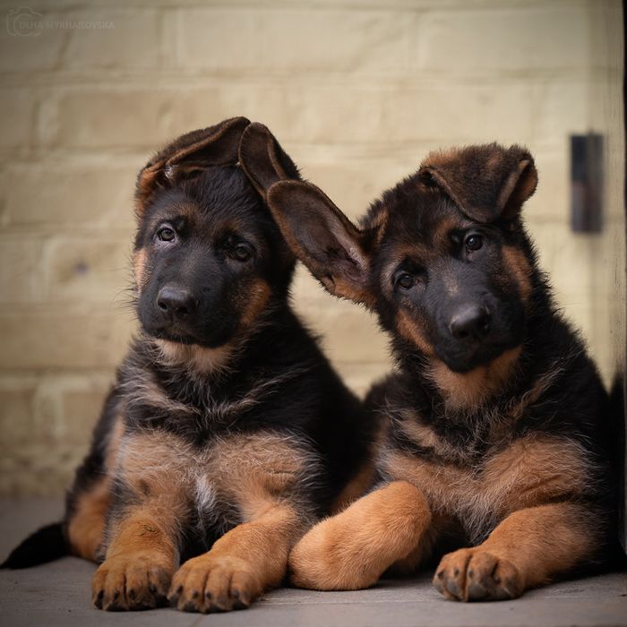 Німецька вівчарка