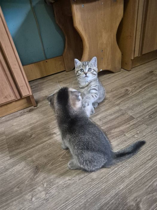 Шотландські кошенята
ред.