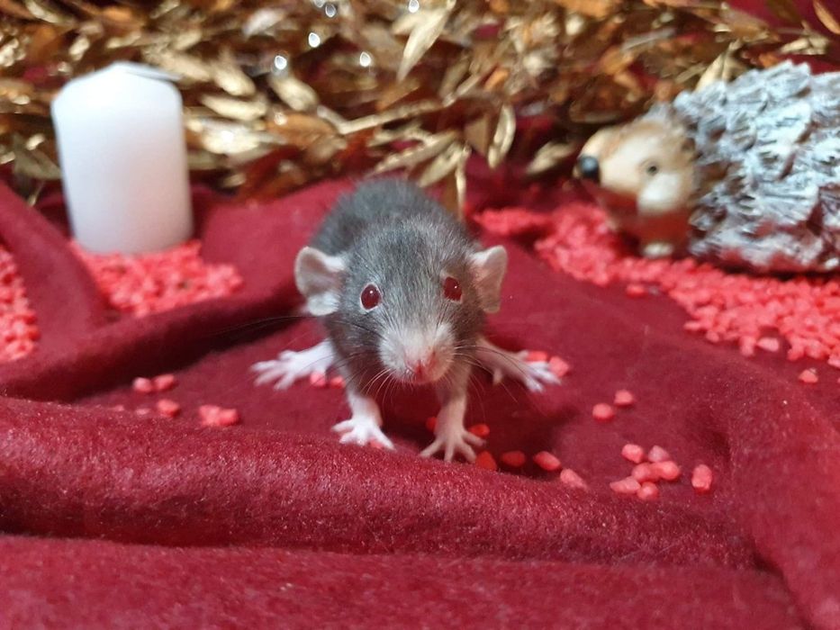 Szczur szczury szurki cudowne maluchy Dowóz do wielu miast w Polsce