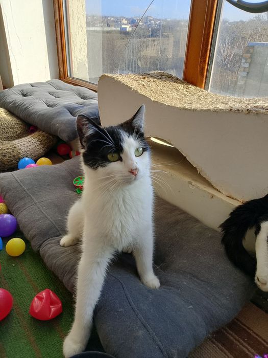 Мурзик ищет семью