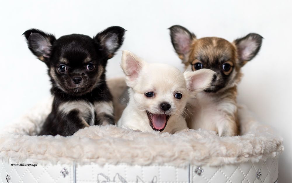 Chihuahua długowłosy - HULTAJ Ilharess