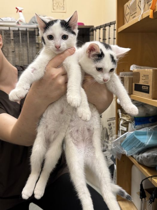 Maluszki kotki do adopcji