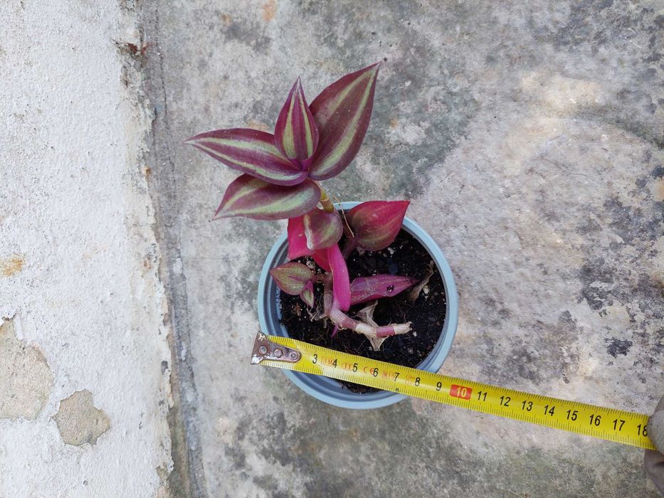 Tradescantia zebrina